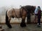 Working Horse With People At Sintra Portugal