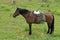 A working horse with a saddle and bridle is standing and waiting for a shepherd among green grass