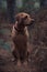 Working Labrador portrait in Autumn Woodland