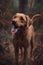 Working Labrador portrait of happy Labrador dog