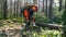 Working lumberjack uses chainsaw to cut tree.