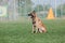 Working malinois dog. Belgian shepherd dog. Police, guard dog