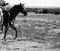 WORKING RANCH HORSE IN BLACK AND WHITE