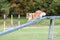 Working sable shetlans sheepdog breed dog running agility