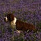 Working Springer Spaniel Dog