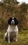 Working Springer Spaniel Dog