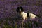 Working Springer Spaniel Dog