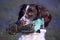 A working type english springer spaniel carrying a pheasant dummy