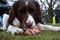 A working type english springer spaniel pet gundog eating raw food