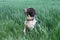 A Working type english springer spaniel pet gundog in a field of green crops