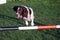 A Working type english springer spaniel pet gundog jumping an agility jump