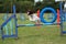 A working type english springer spaniel pet gundog jumping an agility jump