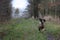 A working type english springer spaniel pet gundog running on a shoot