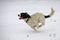 A working type english springer spaniel pet gundog running in snow