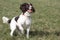 A working type english springer spaniel pet gundog waiting patiently on a shoot