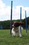 A working type english springer spaniel pet gundog weaving through agility weave poles