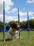 A working type english springer spaniel pet gundog weaving through agility weave poles