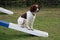 Working type english springer spaniel sat on an agility contact