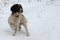 A working type english springer spaniel stood pointing in the snow