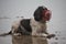 A working type english springer spaniel wearing a red muzzle on a beach