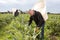 Workman gathering in crops of artichokes