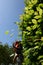 Workman with helmet cutting a hedge with power tool