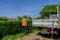 Workman trimming an overgrown hedge.  Wearing a hi-viz orange jacket