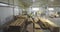 Workshop for the production of furniture boards. People work in the shop. Industrial interior. Furniture production