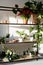 Workspace with plants and table for home gardening. Shelves and tables for plants. Sunset, hard light