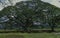 World biggest Benjamin Ficus; Botanical Garden; Colombo; Sri Lan