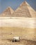 The world famous Pyramids of Giza - EGYPT - ANCIENT
