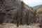 World heritage forests of Madeira terribly destroyed by fires in 2016. Some of trees have enormous will of life and survived this