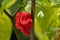 World hottest chili, Carolina Reaper, super hot, green background