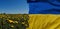 World peace and tranquility. The concept of patriotism of motherland is flag of Ukraine and field of yellow dandelions