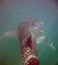 World\'s Biggest Fish, a Whale Shark in Mexico