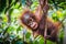 World`s cutest baby orangutan hangs in a tree in Borneo