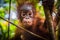 World`s cutest baby orangutan looks into camera in Borneo