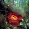 World\'s largest flower, Rafflesia tuanmudae, Gunung Gading National Park, Sarawak, Malaysia