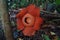 World\'s largest flower, Rafflesia tuanmudae, Gunung Gading National Park, Sarawak, Malaysia