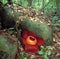 World\'s largest flower, Rafflesia tuanmudae, Gunung Gading National Park, Sarawak, Malaysia