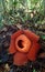 World\'s largest flower, Rafflesia tuanmudae, Gunung Gading National Park, Sarawak, Malaysia