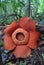 World\'s largest flower, Rafflesia tuanmudae, Gunung Gading National Park, Sarawak, Malaysia