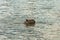 The world's largest rodent Capybara swims in the river
