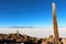 The world`s largest salt flat, Salar de Uyuni Cacti Island