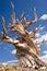 World\'s Oldest tree: the Bristlecone Pine