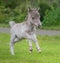 World`s smallest horse. Tiny foal measuring just 29 cm tall.