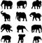 The world\'s three kinds of elephants