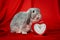 World sexual health day. A rabbit is sitting on a red silk background and there is a heart-shaped clock. Copy space. The concept