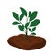 World Soil Day is held annually on December 5. Green plant. Forest restoration, reforestation planting trees