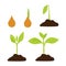 World soil day. Stages of cultural development. Infographic of tree planting. Concept of evolution. Sprout, plant, tree